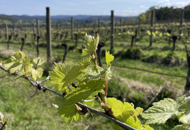 Rochford Springtime Budburst